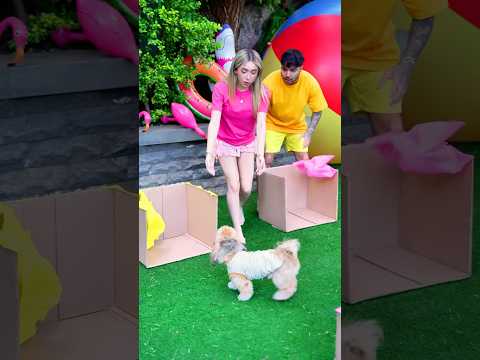 Caja vs Perrito ¿Qué Prefieres?