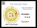 Protein Synthesis Concepts