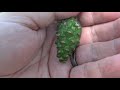 Scots Pine Characteristics and Features