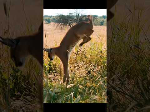 Caracal #animals #viral #shorts