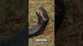 What Do You Think This Snake Is Doing?🐍