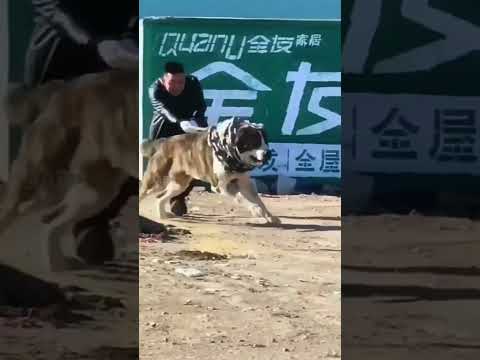 5 most deadliest and dangerous dog breeds in the world 😱🔥 #shorts