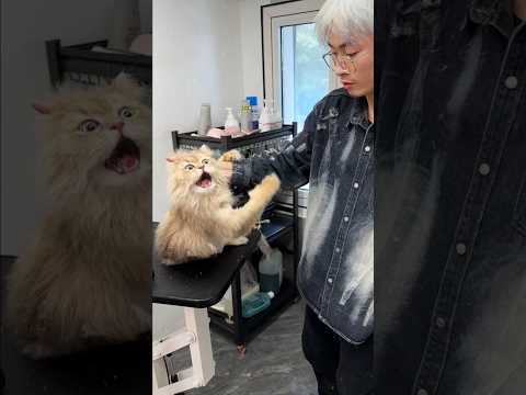 How to Bathe an Aggressive Cat 😾 Angry Cat Grooming #shorts #pets #cat #viralvideo