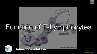 Function of T-Lymphocytes
