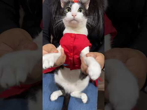 Se dieron cuenta?🐈 #viral #gatos #michi #shortvideos #cat #michis #shorts #parati #cats #pets