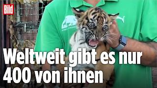 ATHEN: Hoffnung für Raubkatzen – Tiger-Drillinge sollen bedrohte Art bewahren