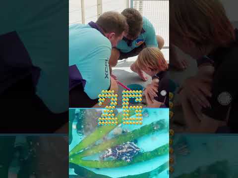 This dangerous animal was so close to kids! #shorts #animals