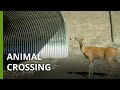 Wildlife Protection and Highway 93