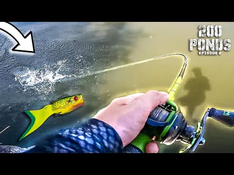 SURPRISE Catch On My SMALLEST Topwater! (200 Ponds Ep. 2)