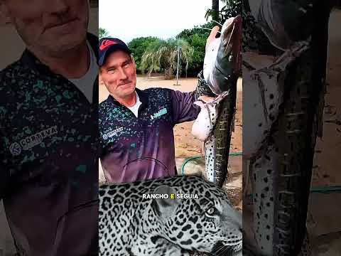 Quando a Onça-Pintada Cruzou o Caminho de Jorginho