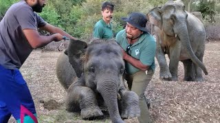 𝘽𝙖𝙗𝙮 𝙚𝙡𝙚𝙥𝙝𝙖𝙣𝙩 𝙬𝙞𝙩𝙝 𝙗𝙧𝙤𝙠𝙚𝙣 𝙡𝙚𝙜 😢😢 #elephant #wildlife #animalplanet #bbcearth #veterinary #animals
