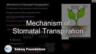 Mechanism of Stomatal Transpiration