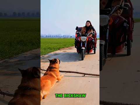 Loyal Dog Saves Woman from Danger 🚨#shorts