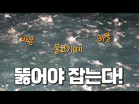 수천 마리 물고기 떼 아래에 있는 제주 명물 이것을 잡아서 먹어보겠습니다!! 난리 났다