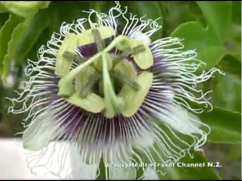 Grow  a Passion Fruit Plant into a Canopy, Flowers, Climbing Vine