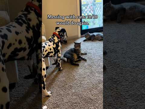 Daily life of cats and dogs.#cat #funny #youtube #dog #cute