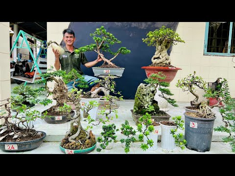 Minh Đông 13/12 chào bán rất nhiều loại bonsai thành phẩm, đủ dáng thế  #0948905020