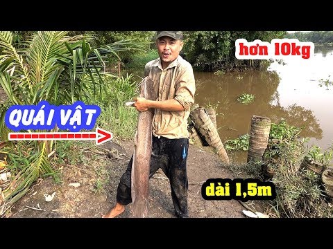 Câu cá gặp QUÁI VẬT trên sông | Cuộc vật lộn giữa người và cá | Đời Sống Dân Dã