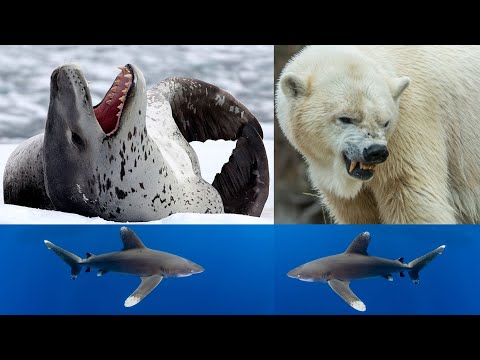 Three of the Most Brutal Animal Attacks on Record (REUPLOAD)