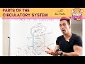 Blood Vessels and Circulation Concepts