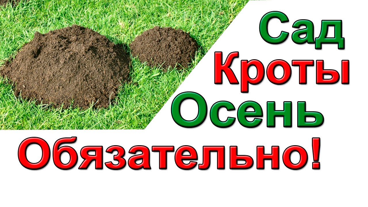 Кроты. Надежное средство от них. Алфос - крот