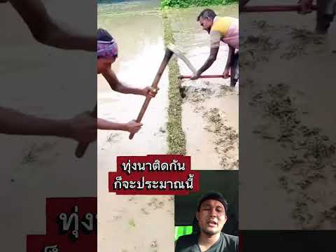 ทุ่งนาติดกันก็จะประมาณนี้