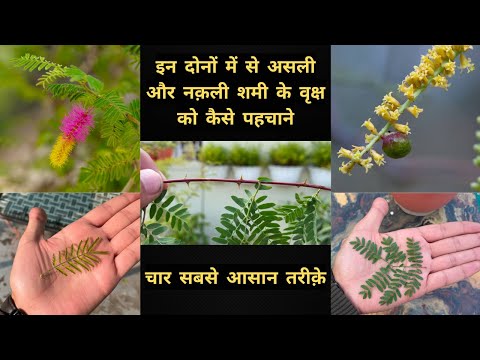 असली और नखली शमी को कैसे पहचाने ? सबसे आसान तरीक़ा | 4 Easy Trick To Identify Real Shami Tree