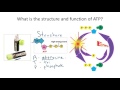 ATP and Energy in Metabolism