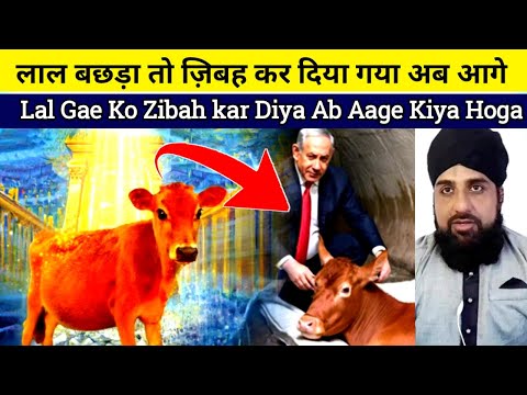Rad Heifer sacrifice viral video Lal Bachhda Zibah kar diya gaya hae Ab Aage Kiya Kiya Hone wala hae