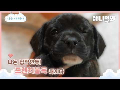 나는 태어난 지 33일 된 프렌치 불도그 새끼다 [애니멀봐 나새끼 105호]ㅣI'm 33 days old French Bulldog Baby [I'm A Baby 105th]