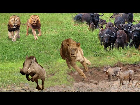 The Herd of Buffalo appeared, The Warthog Luckily escaped The Sharp Claws of The Hungry Lion