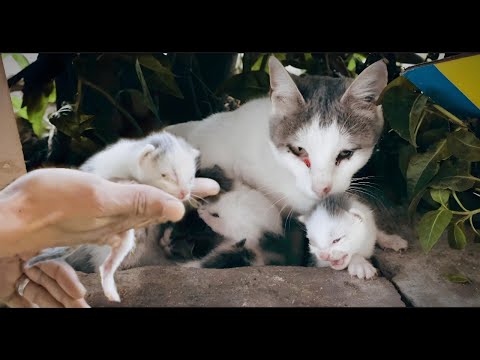 Crying mother cat trying to think how to save her kittens until a man appears.