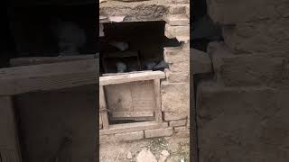 Pigeons ka ghar gir gaya 😢😌 #pegions #petslove #shorts