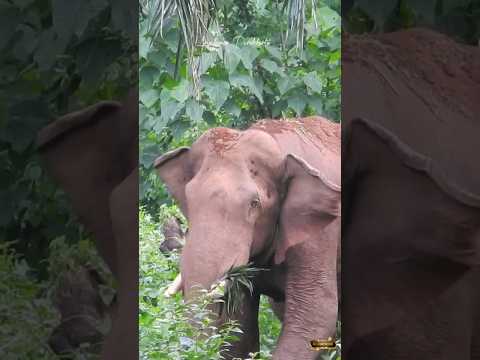 കുളിച്ചാലും ഇല്ലെങ്കിലും മണ്ണ് വാരി മുതുകത്തിടുന്നത് നിർബന്ധമാണ്...! #elephant #animals  #wildlife