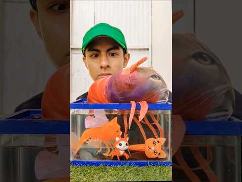 WHO'S THE BIGGEST TRIPPI TROPPI EVOLUTION REAL LIFE BRAINROT #Shorts