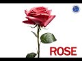 Flower Identification and Language in Video