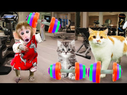 Funniest Animals videos by Baby Monkey🐵 and Mimi cats😺 | gym together