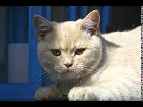 Scottish Fold Munchkin Kittens For Sale Virginia - 11/2021