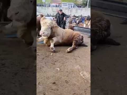 BOĞA KAMYONUN ARASINA SIKIŞTI
