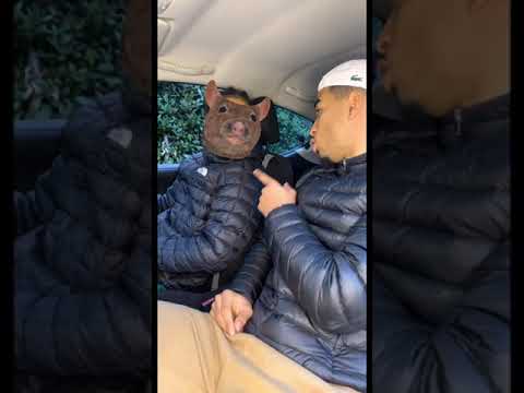 Quand le Rat doit mettre de l’essence ⛽️🐀