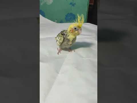 I Rescued A Bird Chick #bird #sauravjoshivlogs