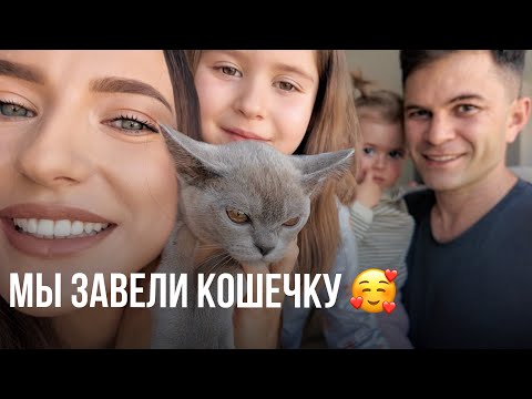 Мы Взяли Кошечку // Знакомьтесь: Наш новый Член Семьи 🐈 Обзор Покупок 