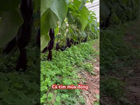 Cà tím ở Úc mùa đông