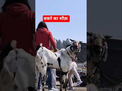 शौक अपना अपना भाई ने बकरा पाला @FarmingGuruji