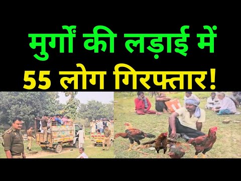 संभल में मुर्गों की लड़ाई में 55 लोग गिरफ्तार! Sambhal News। Today Hindi News । Murga News