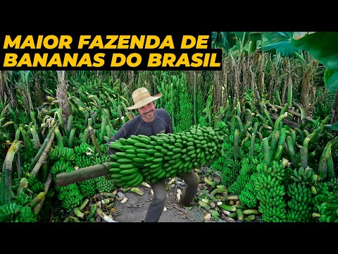 ESSA É A MAIOR FAZENDA DE BANANAS DO BRASIL