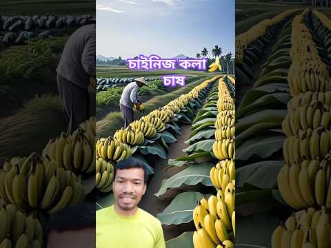 চায়নায় যেভাবে কলা চাষ করা হয় দেখুন #shorts #banana