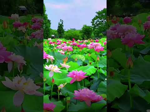 #nhạc hay cảnh đẹp