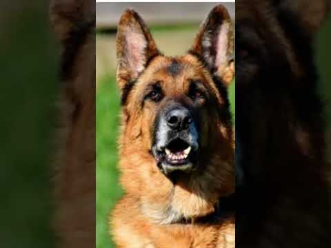 #pitbull #dog #mitting #pitbulldog #xbox #jaiveeru #song