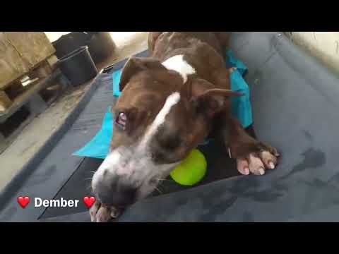 click to play the video